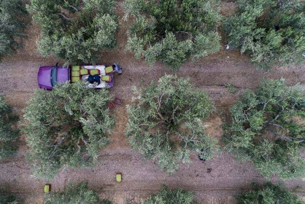 Προστασία των ελαιόδεντρων τον χειμώνα