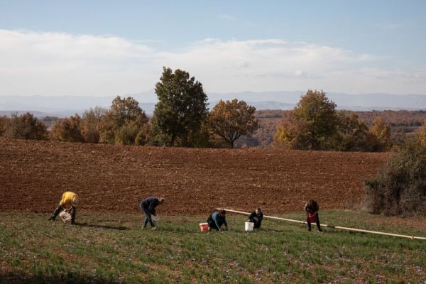Πληρωμές Αγροτών 2020 : Η ανακοίνωση του ΟΠΕΚΕΠΕ για βασική ενίσχυση, «πρασίνισμα» και νέους γεωργούς
