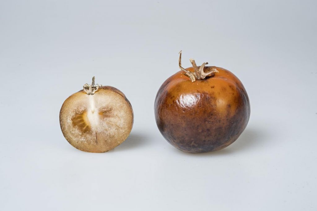 Γενετικά τροποποιημένη ντομάτα παράγει φάρμακο για την Πάρκινσον