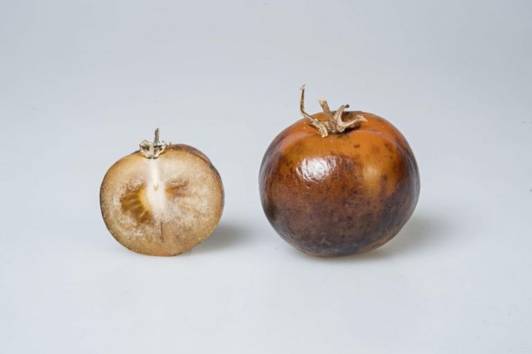 Γενετικά τροποποιημένη ντομάτα παράγει φάρμακο για την Πάρκινσον