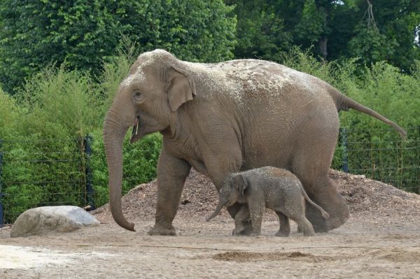 Γεννητούρια στο ζωολογικό κήπο του Τόκιο: Το πρώτο ελεφαντάκι μετά από 138 χρόνια