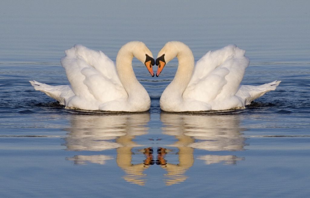Γερμανία : Κύκνος που θρηνούσε το ταίρι του σταμάτησε την κυκλοφορία των τρένων