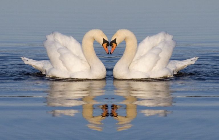 Γερμανία : Κύκνος που θρηνούσε το ταίρι του σταμάτησε την κυκλοφορία των τρένων