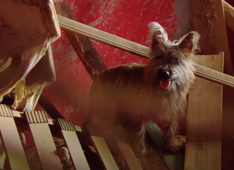 Puppy Mills : H φρικιαστική αλήθεια πίσω από τα «εργοστάσια κουταβιών»