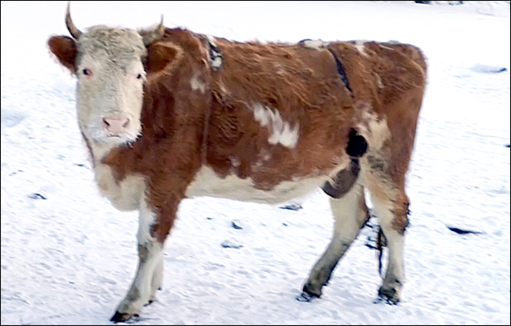 Σιβηρία : Γιατί φορούν στηθόδεσμο στις αγελάδες;