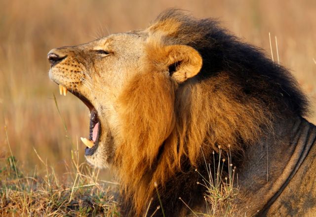 Ισπανία : Τέσσερα λιοντάρια σε ζωολογικό κήπο βρέθηκαν θετικά στον κοροναϊό
