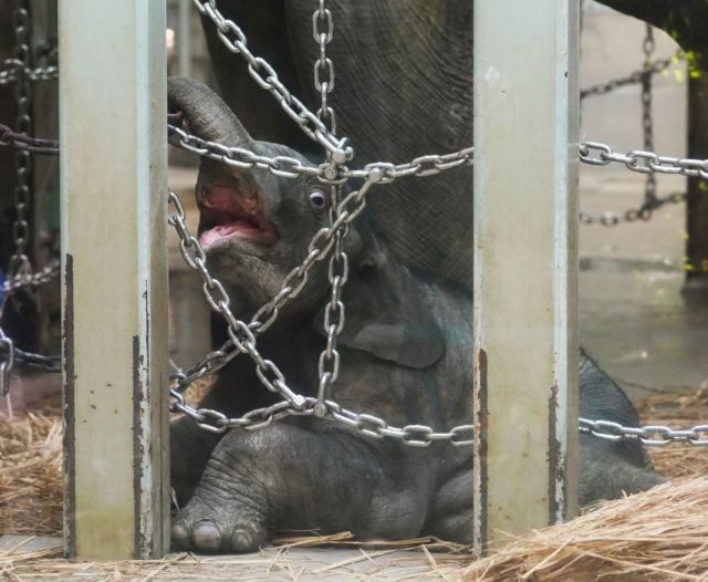 Γεννητούρια στο ζωολογικό κήπο του Τόκιο: Το πρώτο ελεφαντάκι μετά από 138 χρόνια
