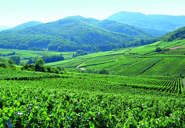 Η ανάπτυξη του ελληνικού terroιr