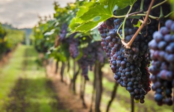 Παράταση δηλώσεων συγκομιδής αμπελουργικών προϊόντων