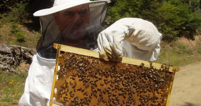 Ταχύρρυθμες εκπαιδεύσεις μελισσοκόμων 2021