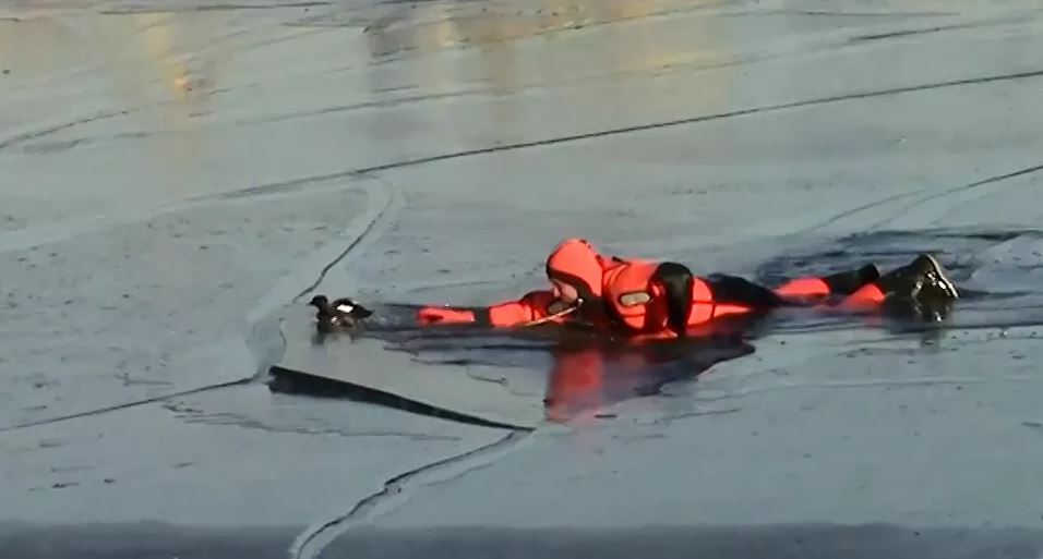 Μόσχα : Διάσωστες έσωσαν τη ζωή μιας… πάπιας από τα παγωμένα νερά