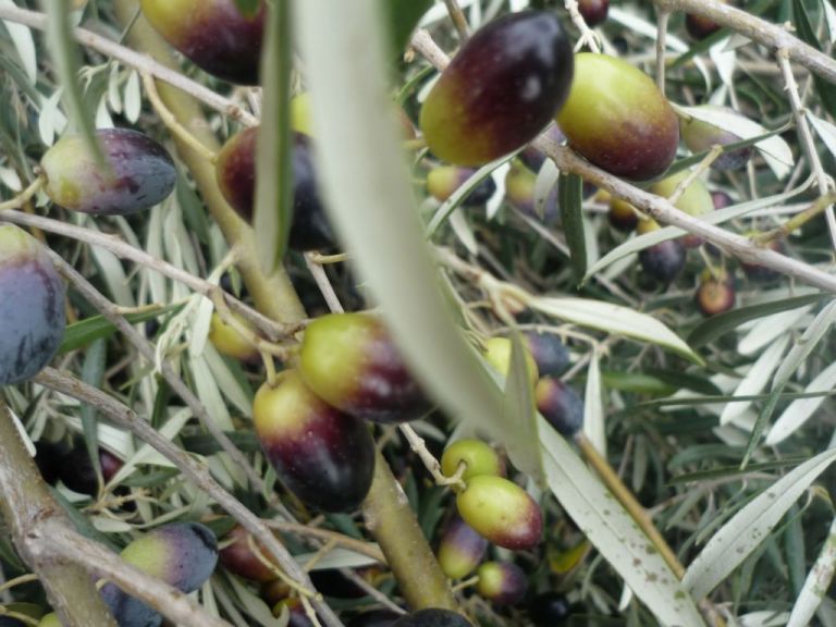 Ελαιοπαραγωγοί: Στις 145.000 οι δηλώσεις οικονομικής στήριξης