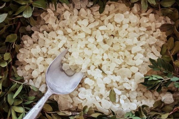 Η μαστίχα της Χίου αποτελεί φυσική ασπίδα για το πεπτικό μας σύστημα