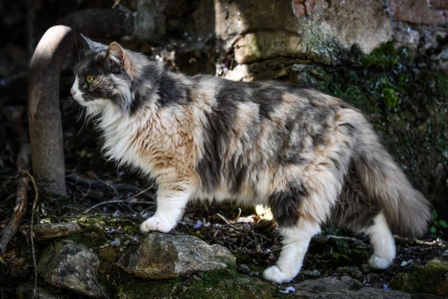 Δήμος Παλλήνης : Πρωτιά στη χρηματοδότηση για προστασία των αδέσποτων