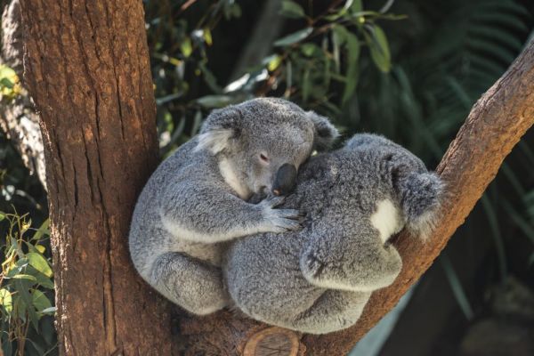 Αυστραλία : Οικογένεια βρήκε ένα… κοάλα στο χριστουγεννιάτικο δέντρο της