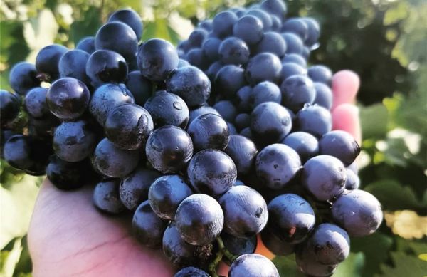 Προβλήματα κατά την εφαρμογή της δράσης «ΚΟΜΦΟΥΖΙΟ» σε αμπελοκαλλιεργητές