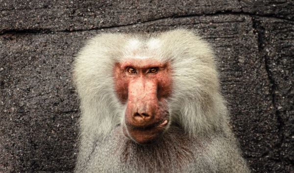 Μούμιες μπαμπουίνων ίσως είναι τα πρώτα ευρήματα από το χαμένο Βασίλειο του Πουντ