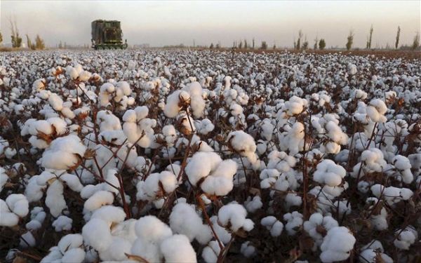 Σέρρες: Μετασυλλεκτικές πρακτικές στα βαμβακοχώραφα