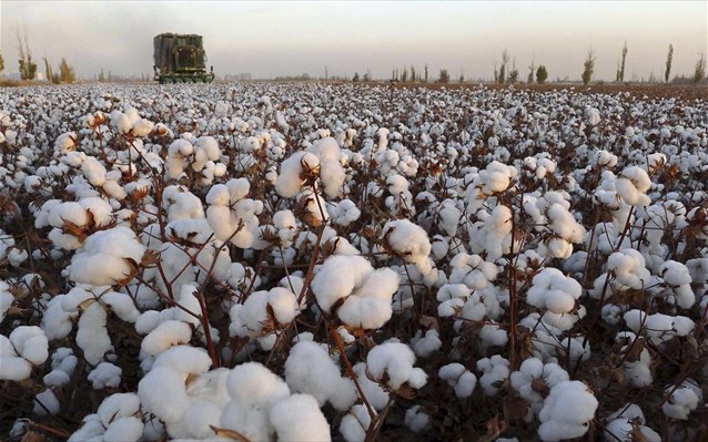 Σέρρες: Μετασυλλεκτικές πρακτικές στα βαμβακοχώραφα