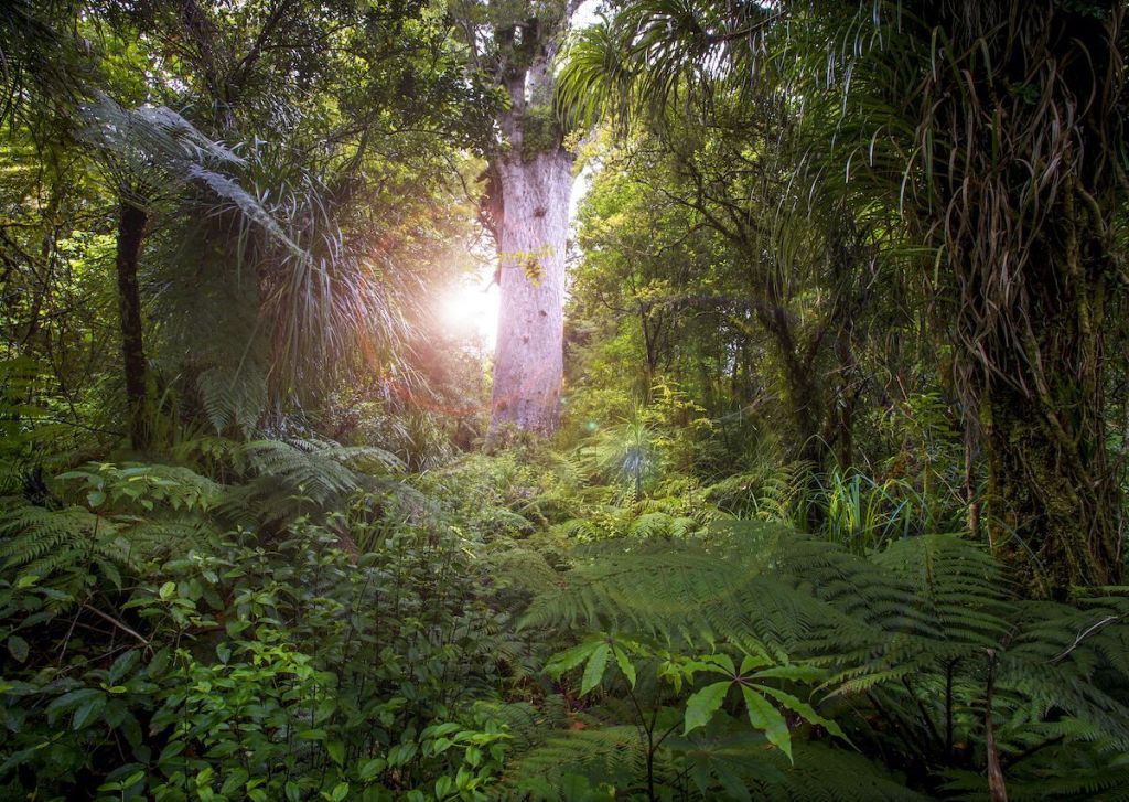Νέα Ζηλανδία : Εκστρατεία για μία καλύτερη χρονιά το 2021