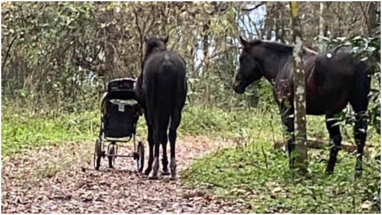 Βίντεο : Άγρια ​​άλογα κλέβουν καροτσάκι μωρού από ζευγάρι στη Φλόριντα