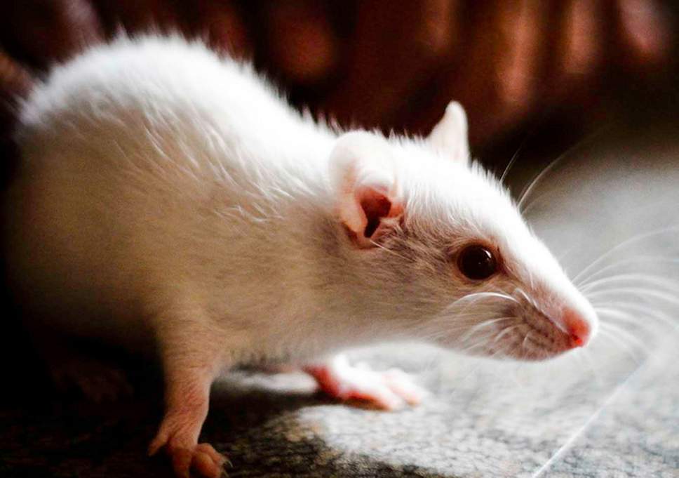 Ερευνητές αποκατέστησαν την όραση σε τυφλά ποντίκια