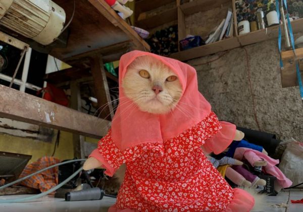 Υψηλή ραπτική αποκλειστικά για… γάτες