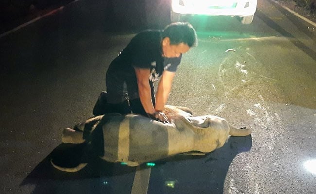 Διασώστης στην Ταϊλάνδη σώζει ελεφαντάκι με CPR