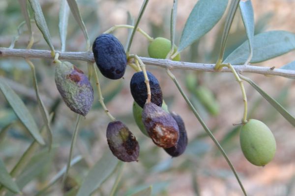 Πελοπόννησος: Πίστωση για τις δαπάνες δακοκτονίας