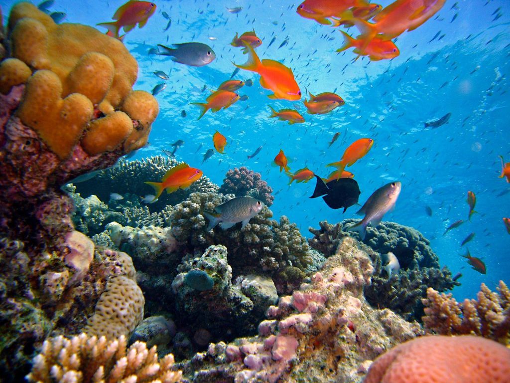 Σε «κρίσιμη κατάσταση» το Μεγάλο Κοραλλιογενές Φράγμα