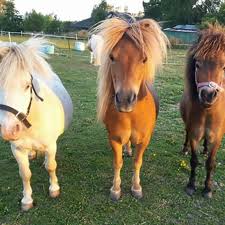 Άλογο «μινιατούρα» : ένα κατοικίδιο όπως ένα μεγάλος σκύλος