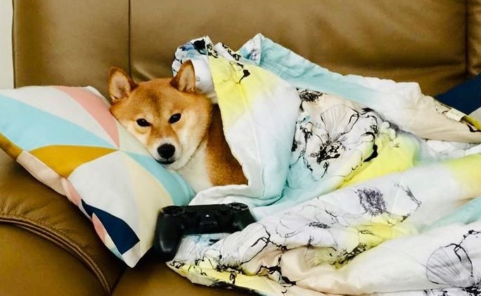 Σανίδα σωτηρίας τα κατοικίδια εν μέσω πανδημίας