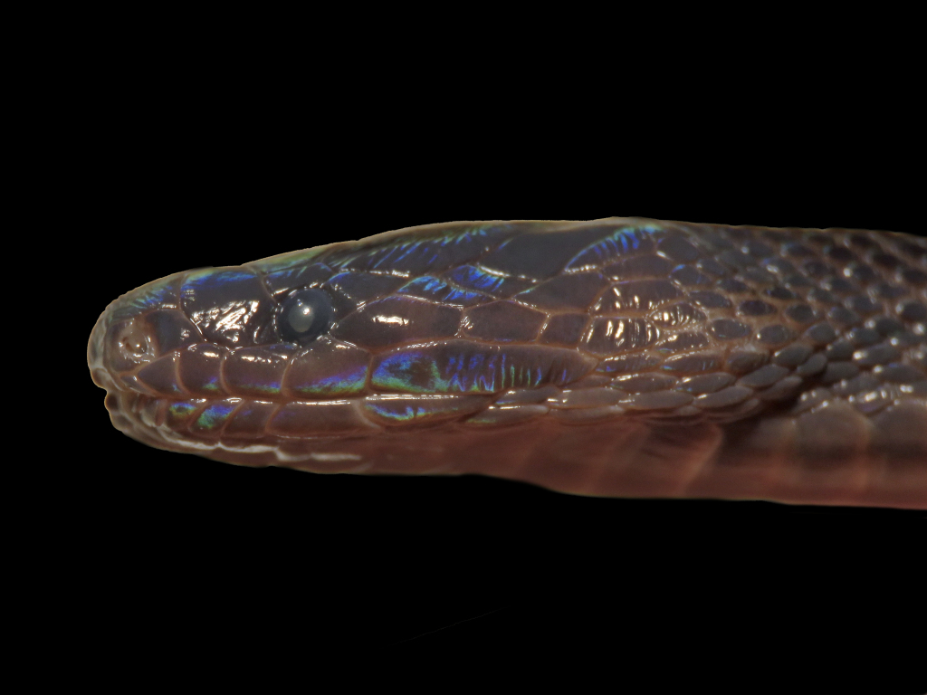 Σπάνιο ιριδίζον φίδι ανακαλύφθηκε από επιστήμονες στο Βιετνάμ