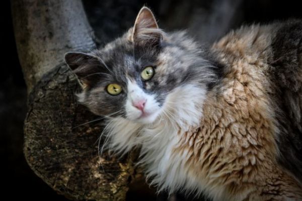Κρήτη : Γάτα ανέβηκε σε στύλο της ΔΕΗ και στήθηκε επιχείρηση για να σωθεί