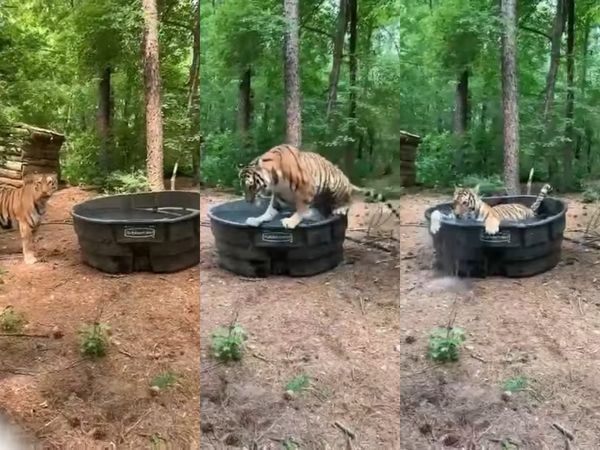 Εντυπωσιακή τίγρης κάνει μπάνιο σε λεκάνη με νερό- Βίντεο