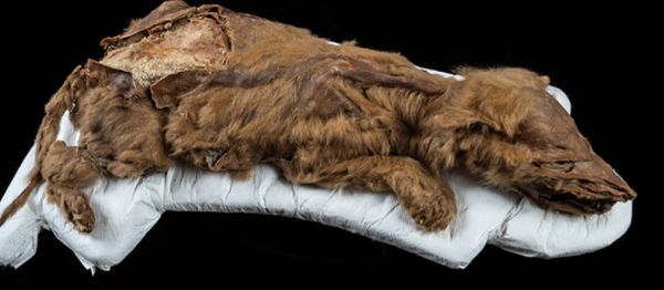 Λυκόπουλο 57.000 ετών βρέθηκε διατηρημένο στους πάγους του Καναδά