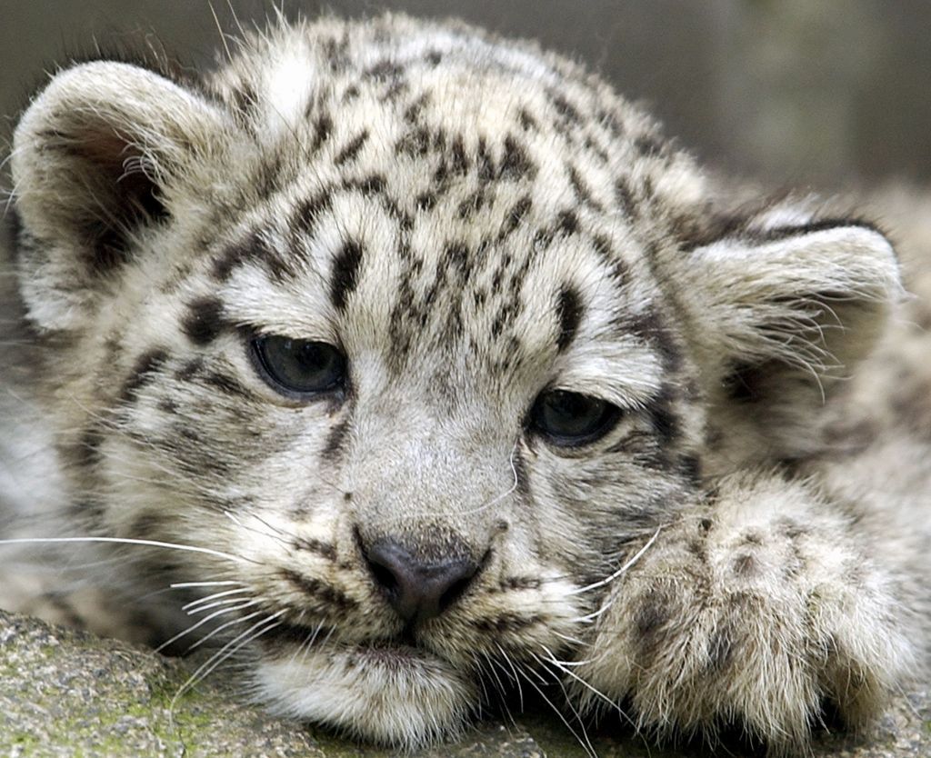 ΗΠΑ : Λεοπαρδάλεις του χιονιού θετικές στον κοροναϊό