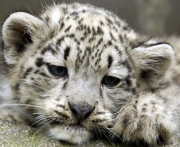 ΗΠΑ : Λεοπαρδάλεις του χιονιού θετικές στον κοροναϊό