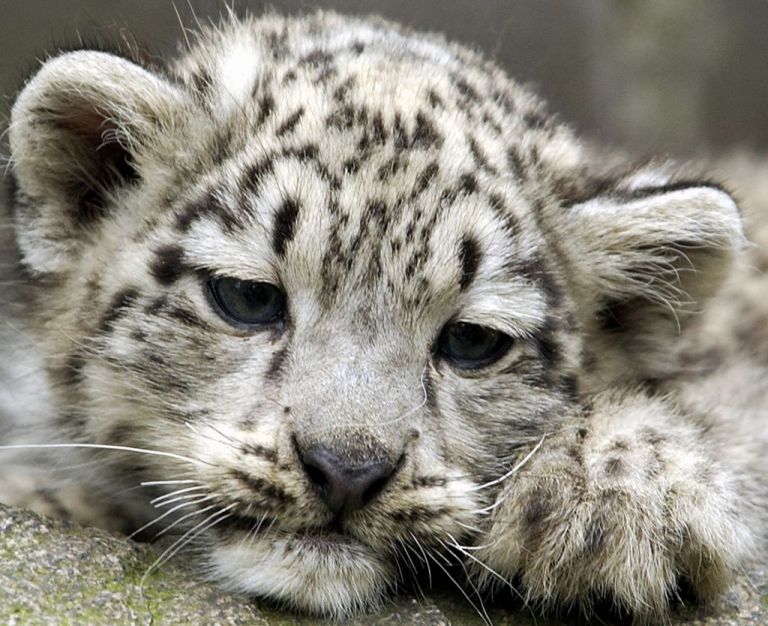 ΗΠΑ : Λεοπαρδάλεις του χιονιού θετικές στον κοροναϊό