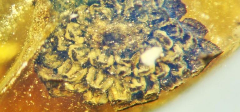 Το λουλούδι που μένει ανθισμένο εδώ και 100 εκατομμύρια χρόνια