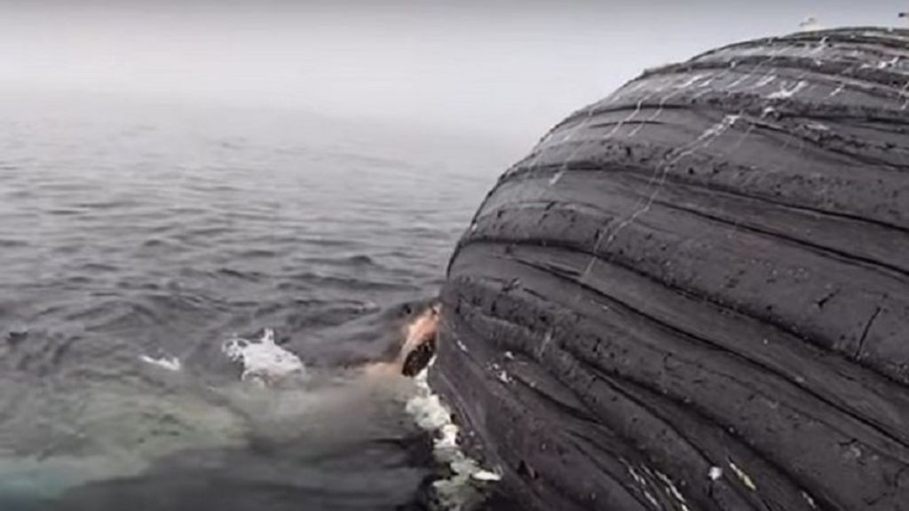 Βίντεο : Έγκυος λευκός καρχαρίας καταβροχθίζει το κουφάρι μιας φάλαινας