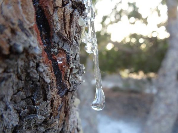 Μνημόνιο συνεργασίας της MEDITERRA με την Αμερικανική Γεωργική Σχολή