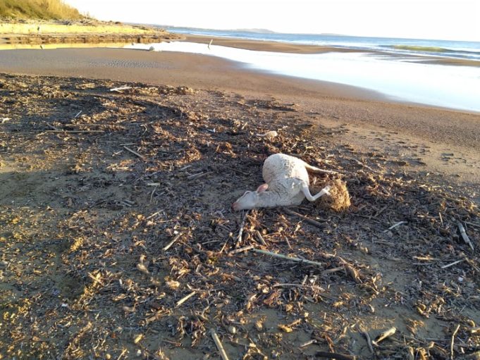 Ηλεία : Νεκρά πρόβατα ξεβράστηκαν σε παραλία – Από πού προέρχονται