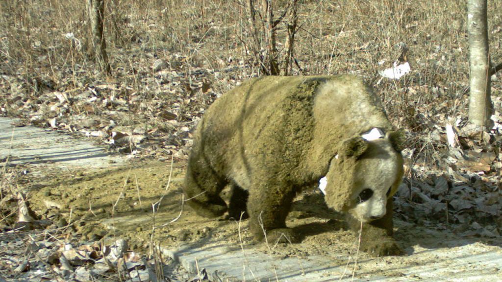 Λύση στο μυστήριο: Γιατί τα πάντα τρελαίνονται να κυλιούνται στην κοπριά