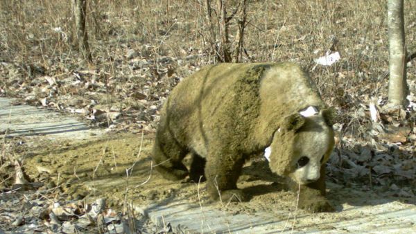 Λύση στο μυστήριο: Γιατί τα πάντα τρελαίνονται να κυλιούνται στην κοπριά