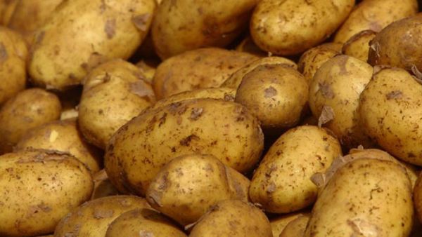 Πέλλα : Αποζημίωση του συνόλου των πατατοπαραγωγών