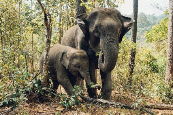 Δικαιώματα των ζώων : Οι ελέφαντες της Ασίας κινδυνεύουν εξαιτίας του κοροναϊού