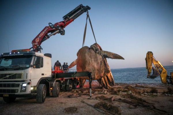 Φάλαινα στον Πειραιά : Οι γίγαντες των ελληνικών θαλασσών