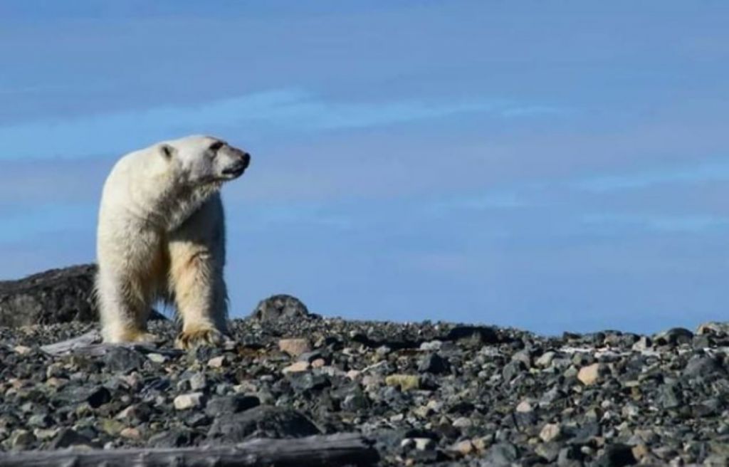 Κλιματική αλλαγή : Πως ένα app βοηθά τις Αρκτικές κοινότητες να επιζήσουν