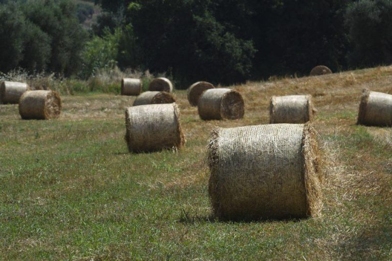 Ποιος ελληνικός δήμος πλήρωσε 5.981,76 ευρώ για να αγοράσει… σανό;
